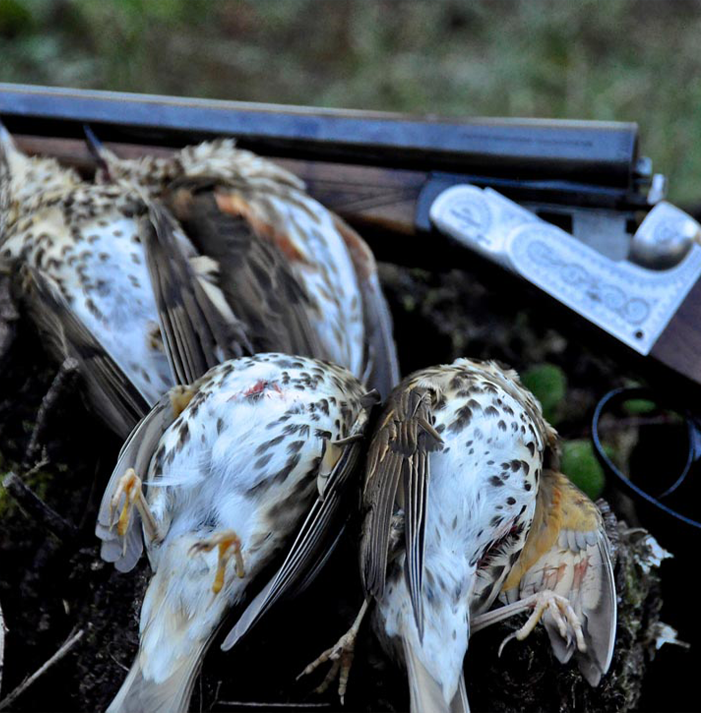 Séjour Chasse aux Grives