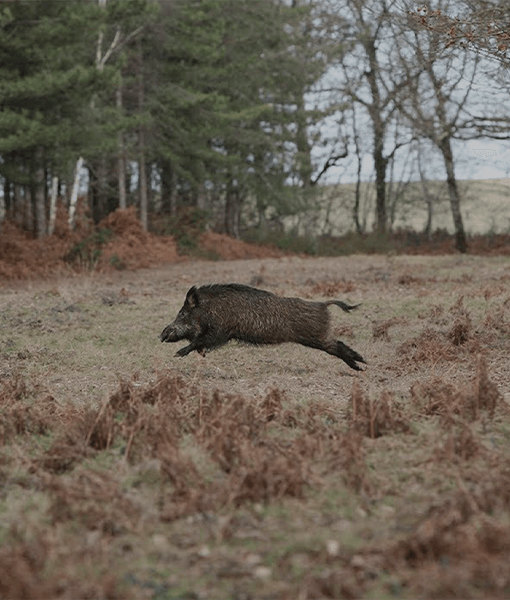 Chasse Sanglier