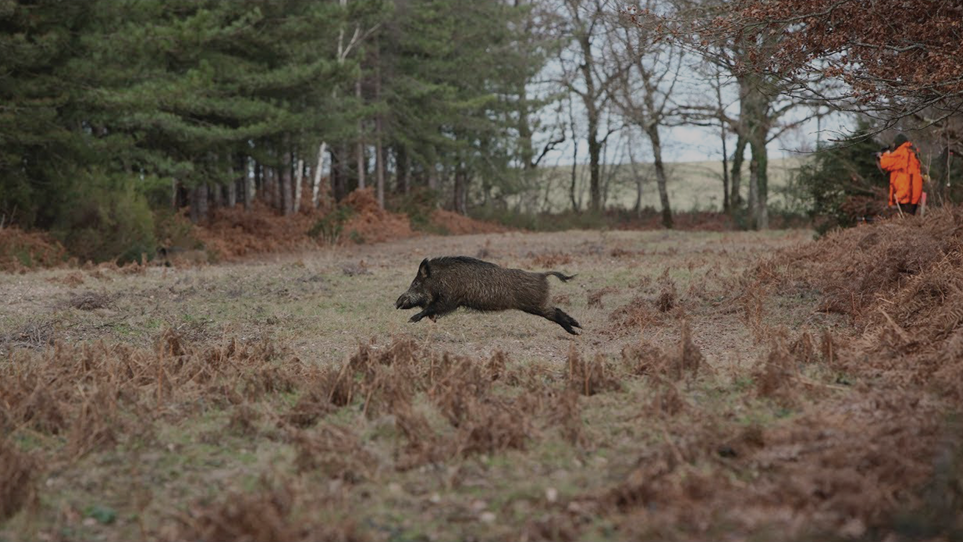 Séjour Chasse Sanglier